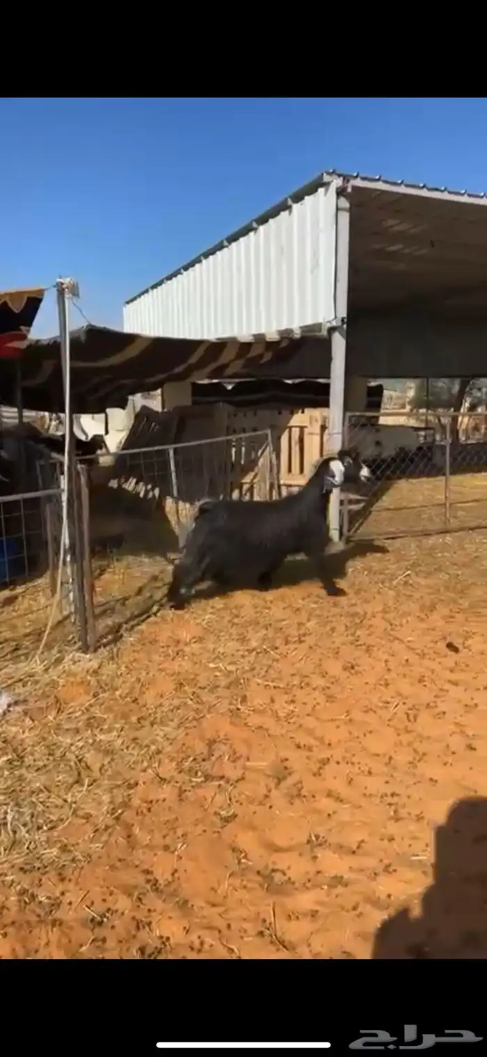 عنز حايل غرض الثلاجه بريه ظهرها فوق الوسط وهي جبره وسمين 0