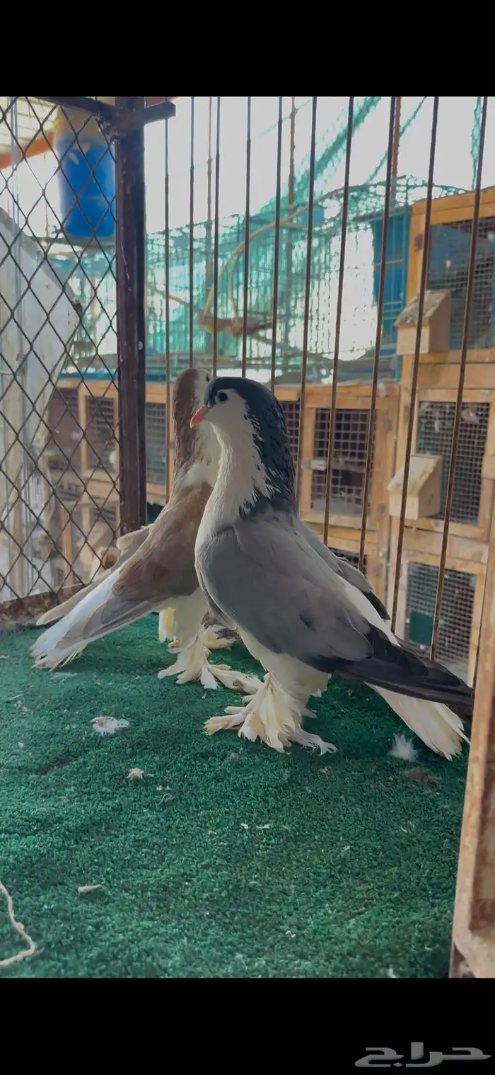 زوج شيرازي 0