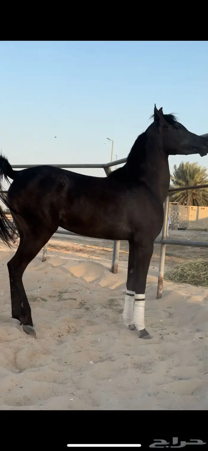 مهره واهو جمال للبيع 5