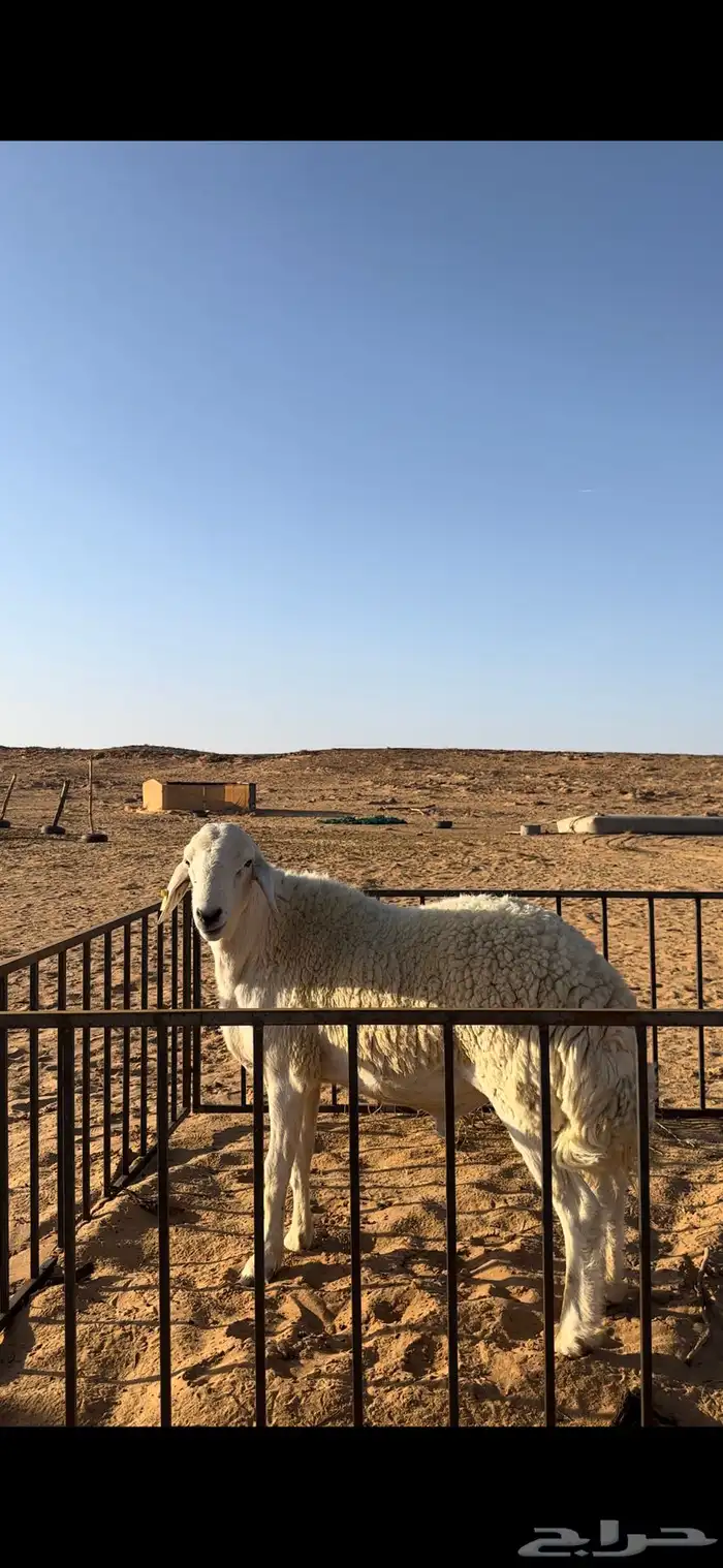 خروف حري صنف ثني مشروط 4