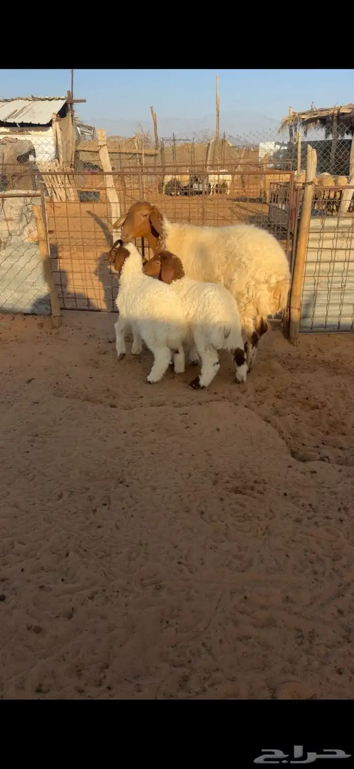 للبيع شاهه نعيميه متاوم 0