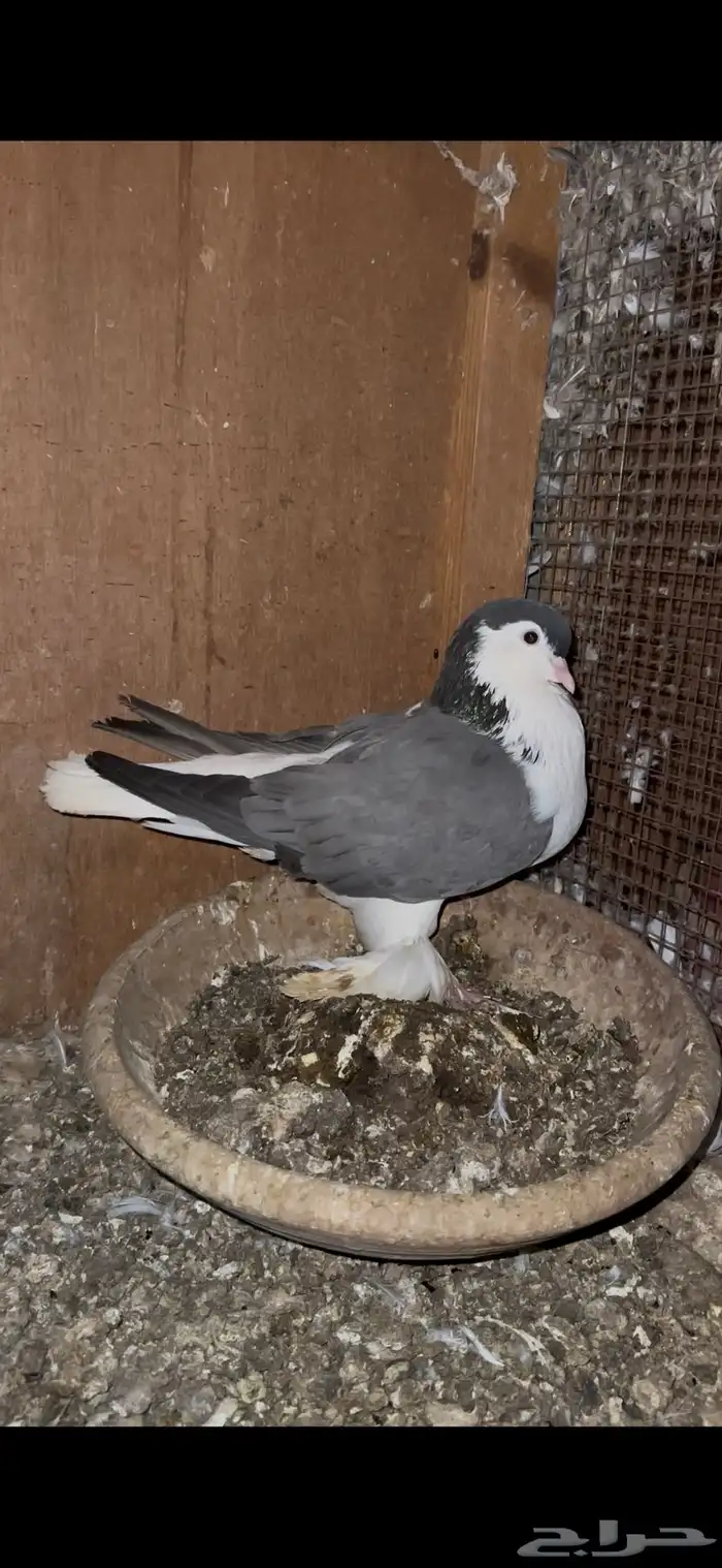 زوج شيرازي 4