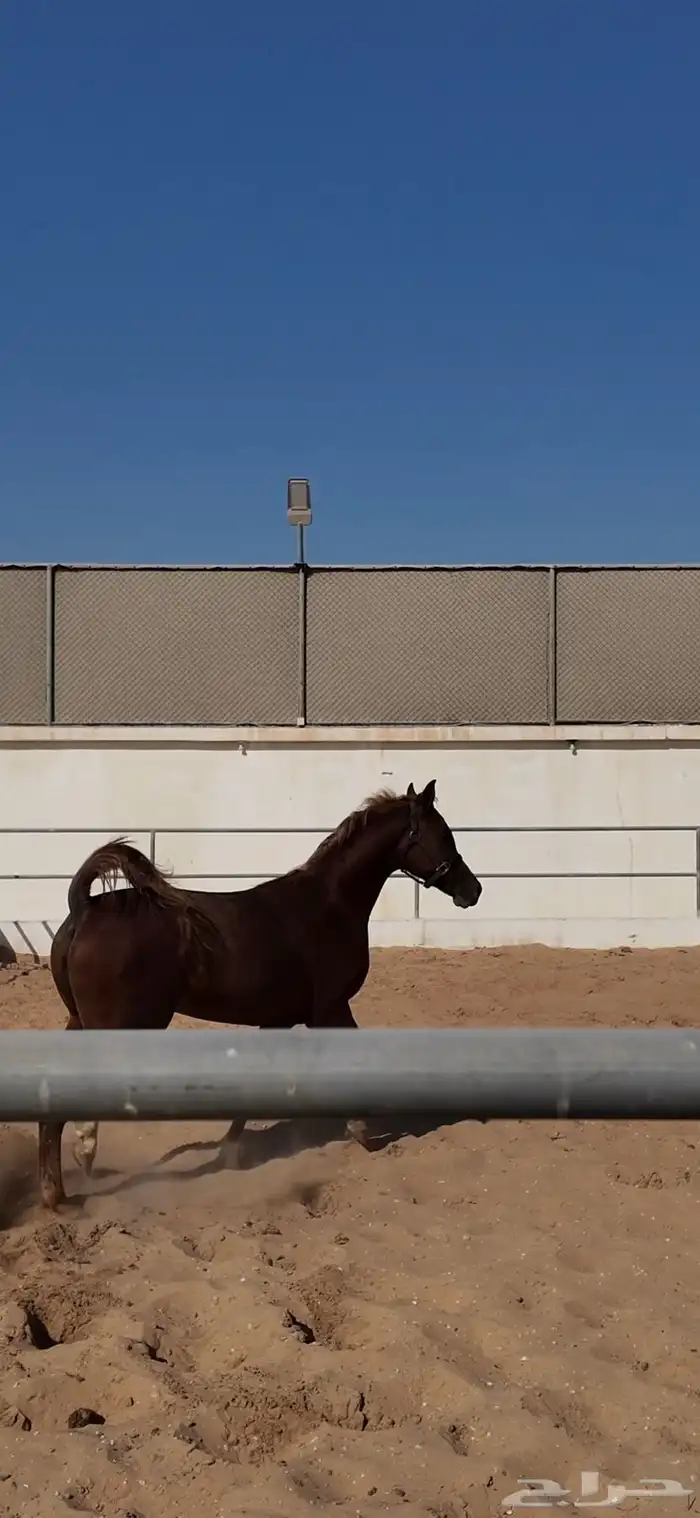 خيل عربي للبيع 1