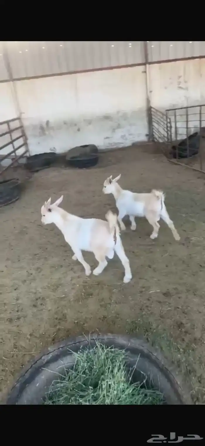 تيوس قزم للبيع 1