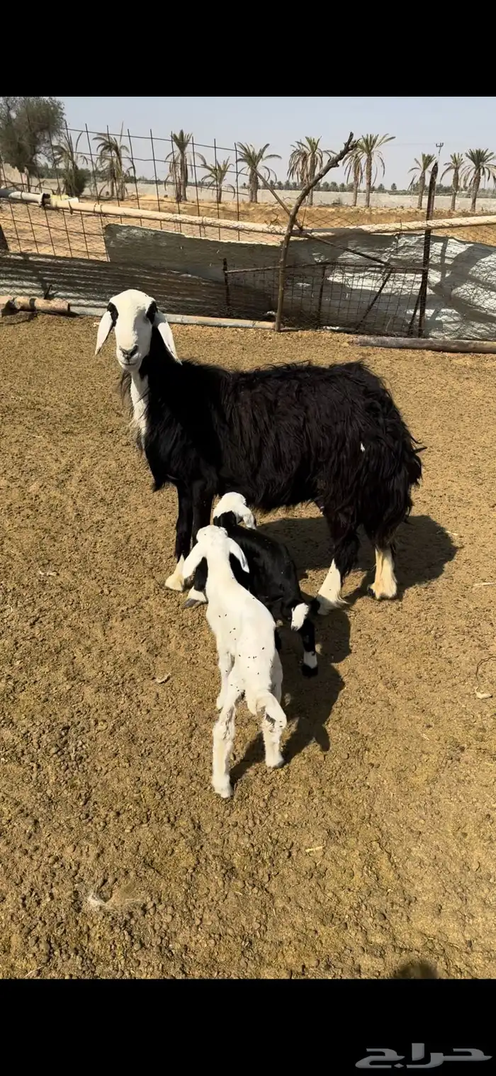 نجدية متاوم 1