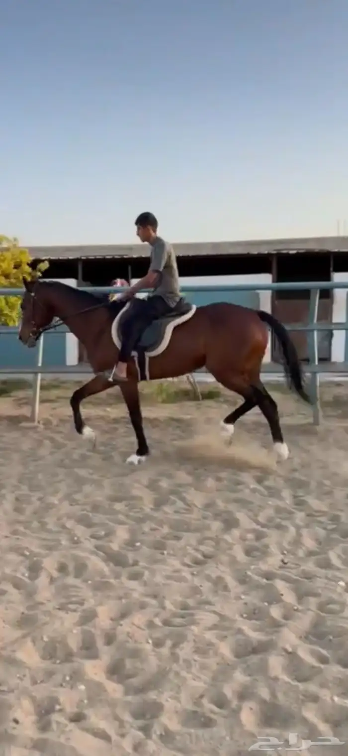 فرس للبيع هاديه وتصلح للاطفال وللنياق 0