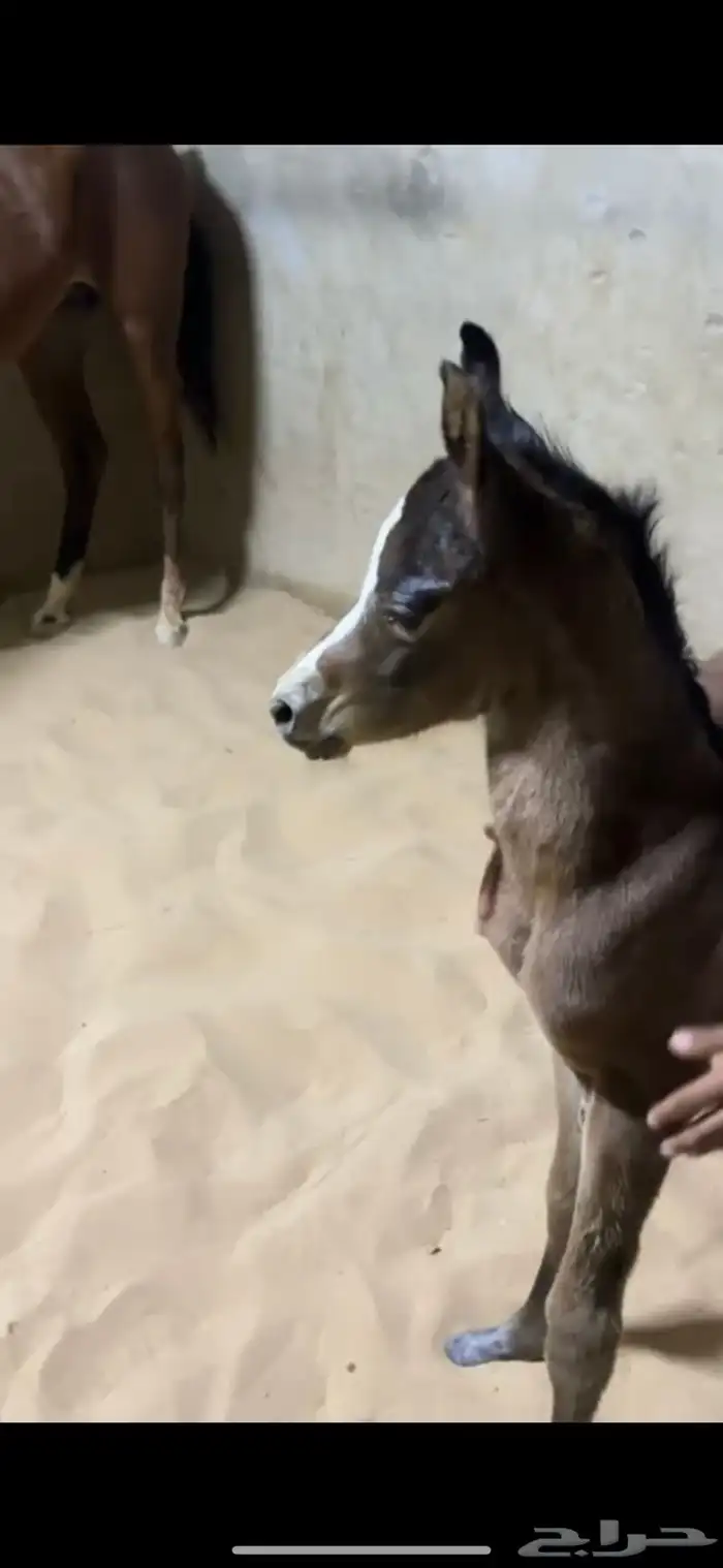 فحل واهو عالمي 4