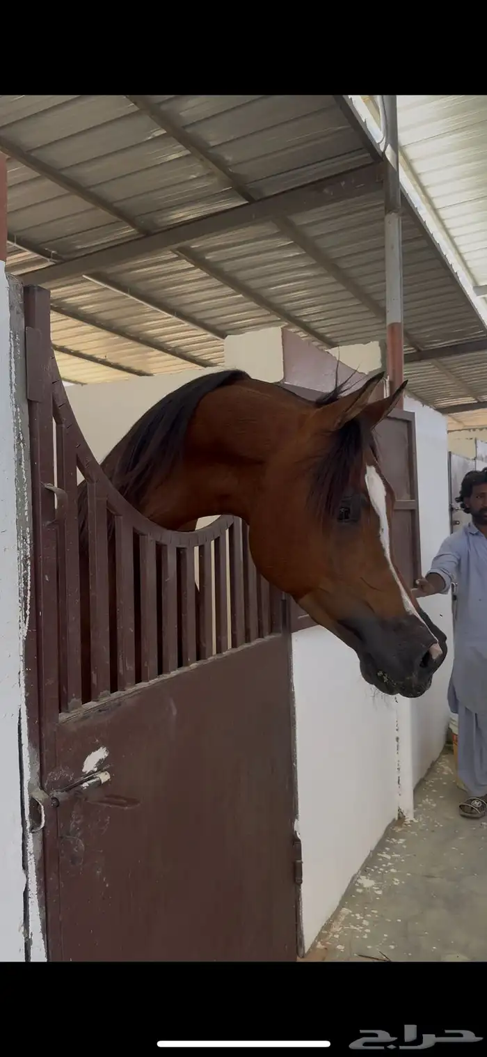 فحل مربط بسعر سوق 2