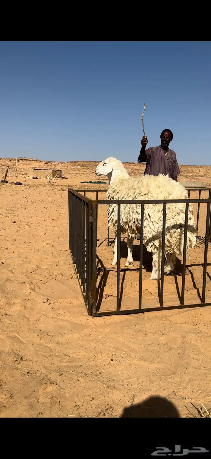 خروف حري صنف مشروط 1