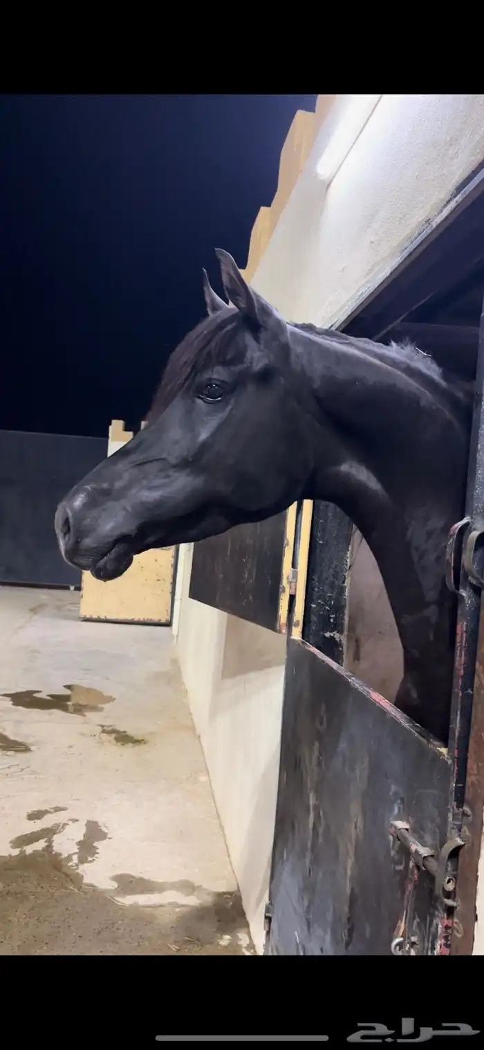 فحل واهو عالمي 2