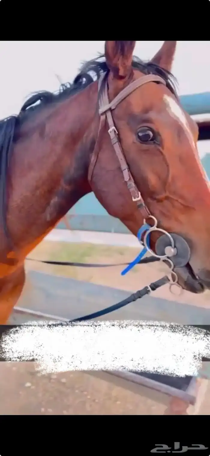 فرس للبيع هاديه وتصلح للاطفال وللنياق 2