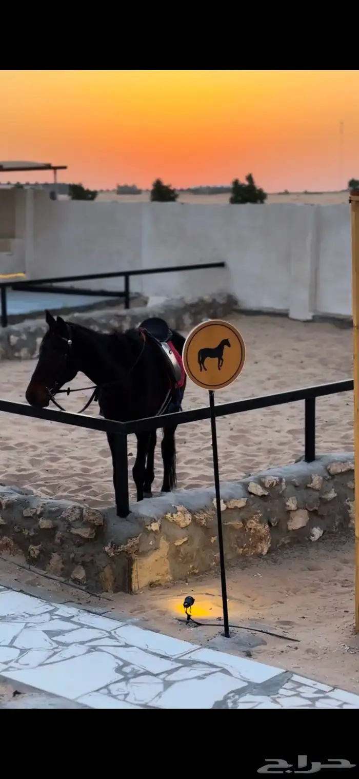 مخيم بوسط اسطبل خيول 16