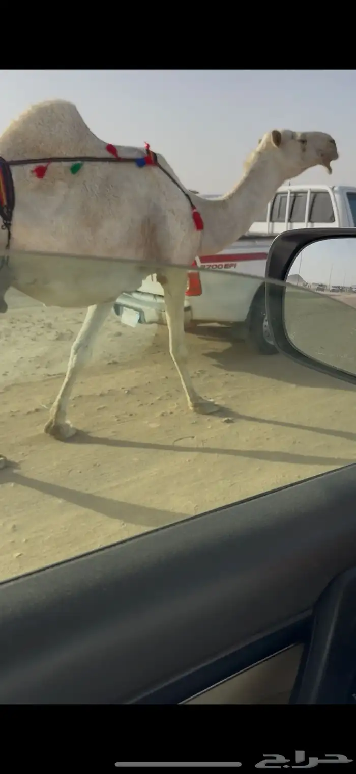 خلفه وضحا حليبها سطل وهديه وع جميع الشروط 13