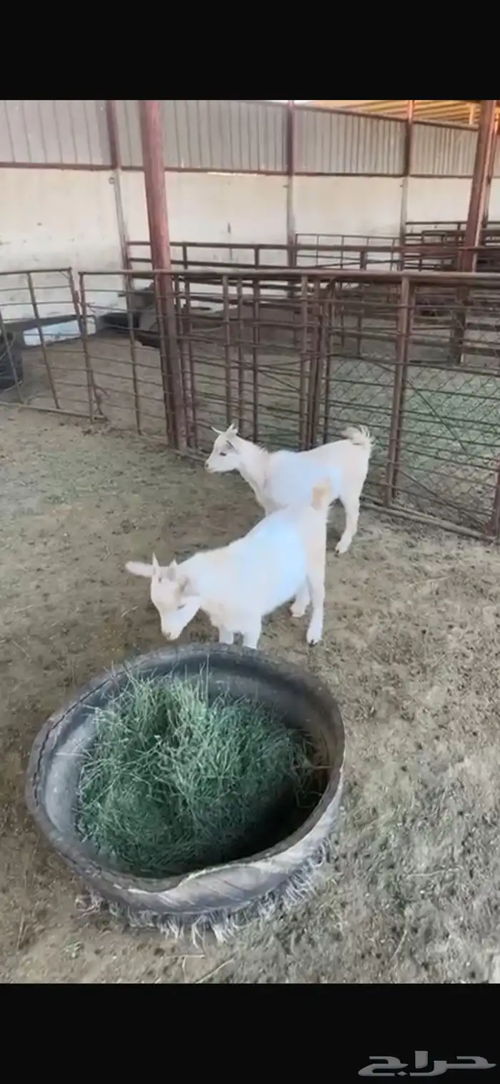 تيوس قزم للبيع 0