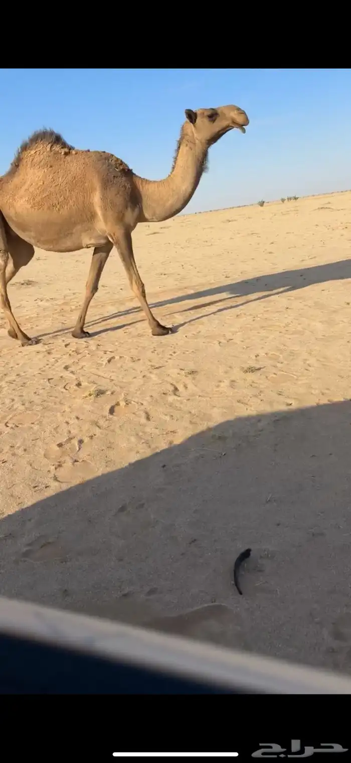 لقحه صفرا رباع للبيع 1