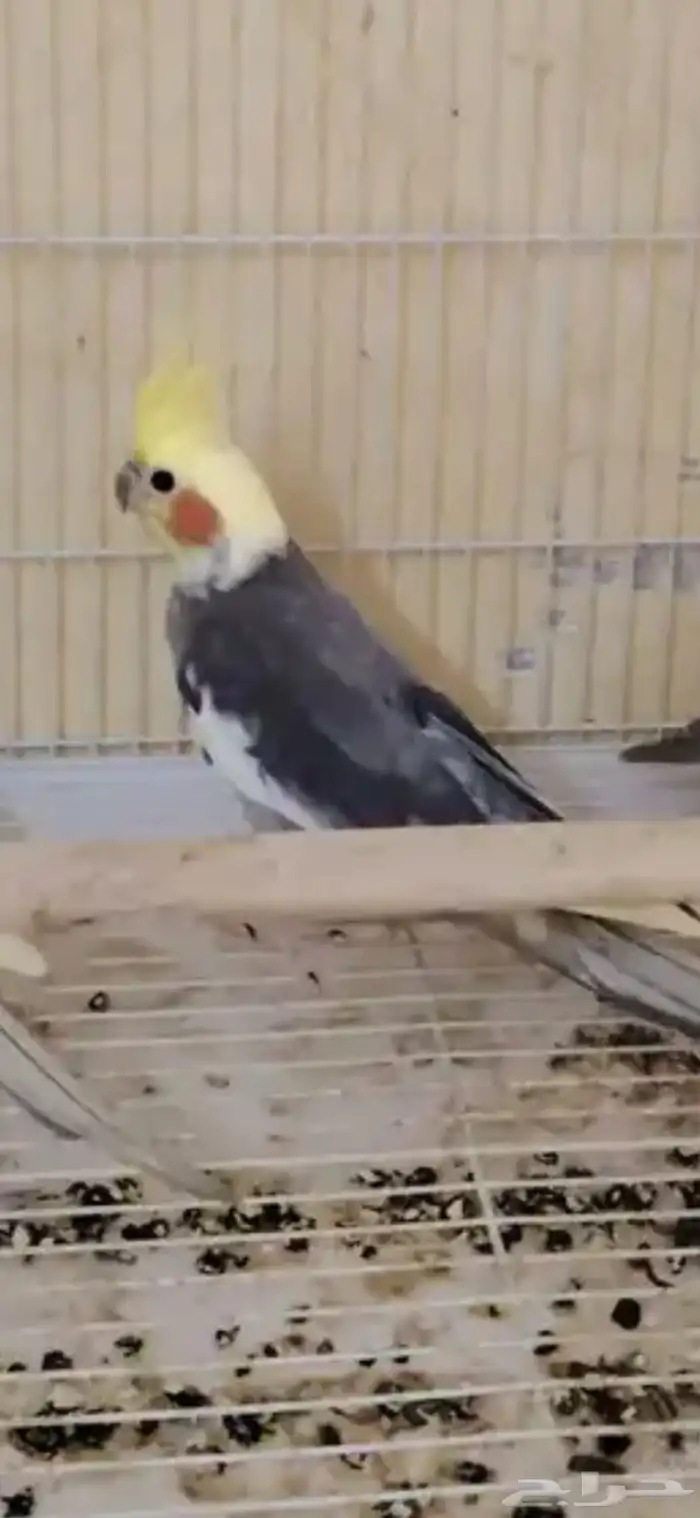 جوز كروان لاتينو سينمون مع فرخهم 3