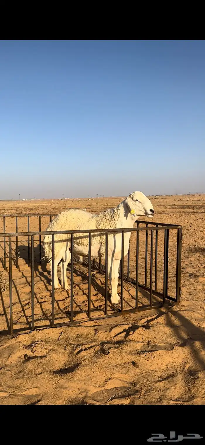 خروف حري صنف ثني مشروط 0