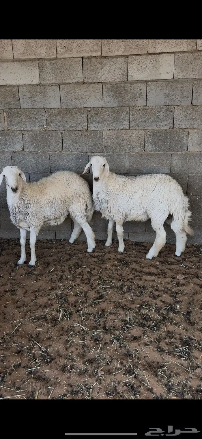 يتوفر ذبايح جذعان تمايم وبرابر مرابي 0