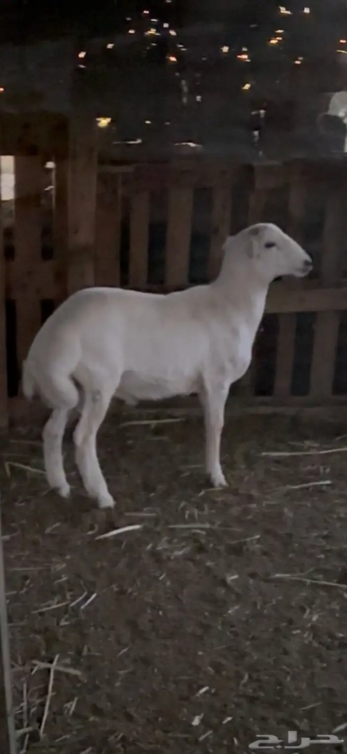 طلي حري كفو 0