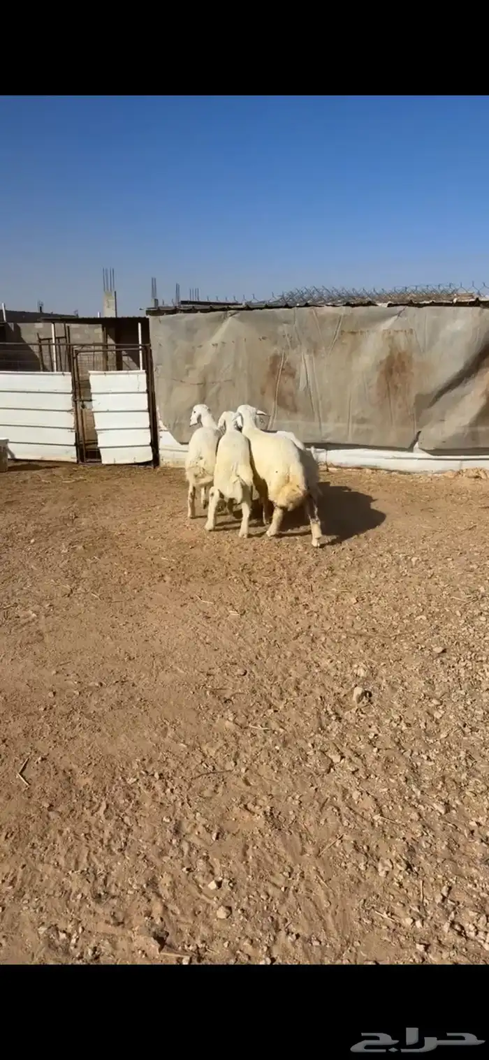 للبيع خمس حريات هرفي فااخر 0