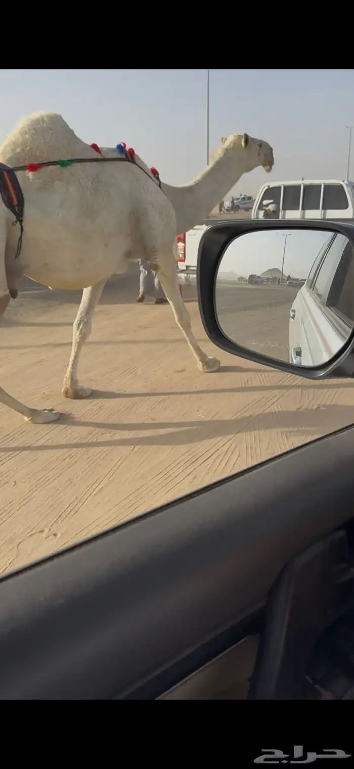 خلفه وضحا حليبها سطل وهديه وع جميع الشروط 14