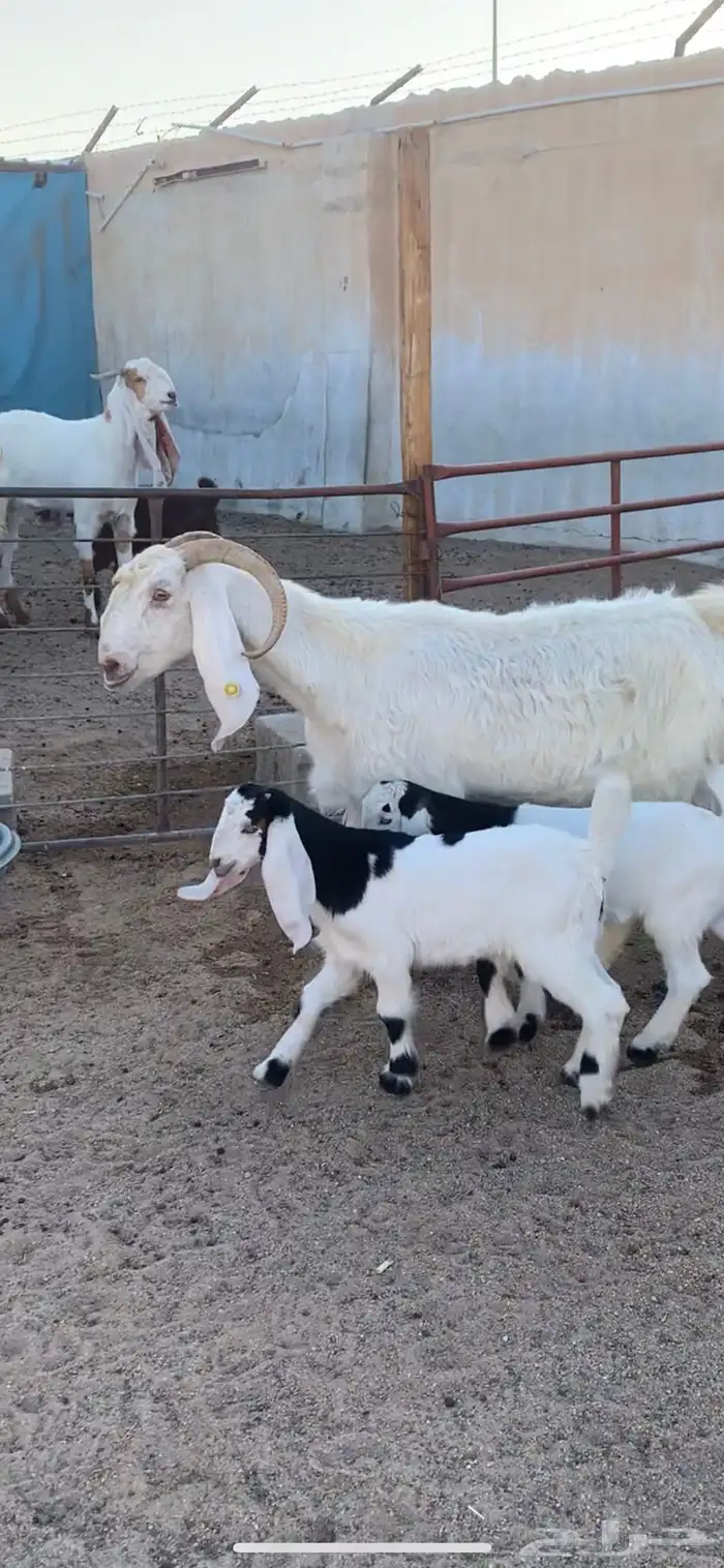 عنز توم تحتها جفرتين 0