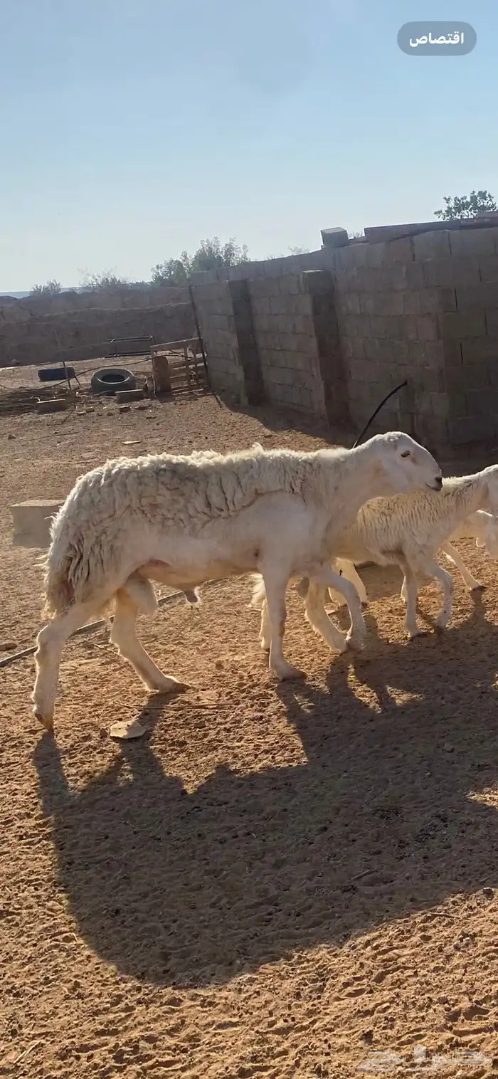 فحل حري حرش سنه رباع شرط النسف والانتاج جرم وشعره 4