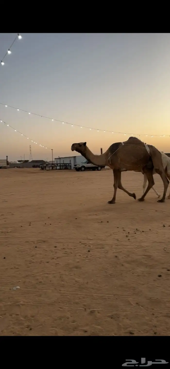 للبيع ضريبه 1