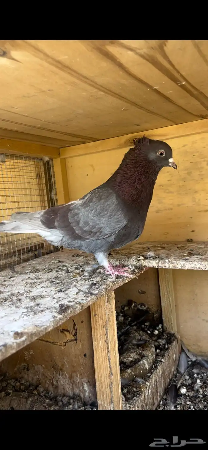 حمام قطيفي للبيع (تم البيع ) 6