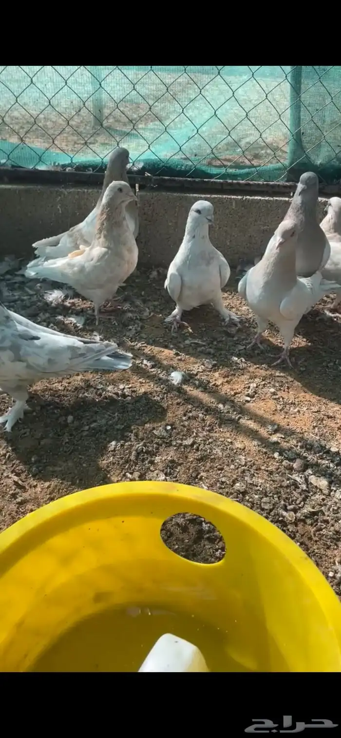 عشة حمام كنق وزاجل 0