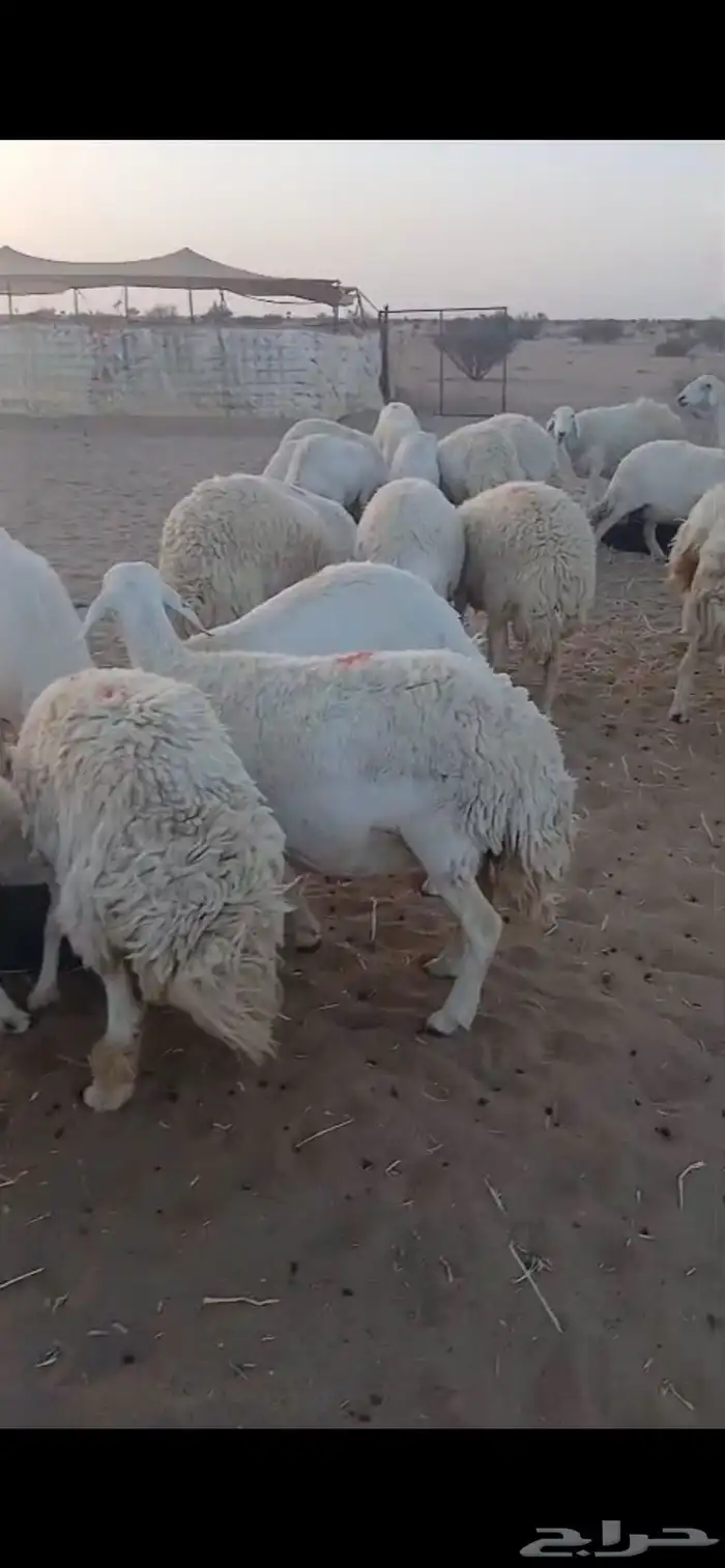 غنم صنف مراح واحد 2