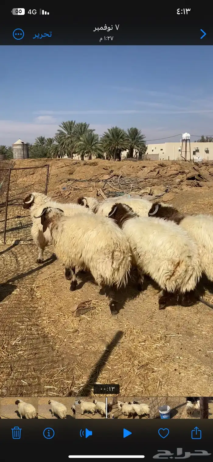 طليان نعيم جبره 2