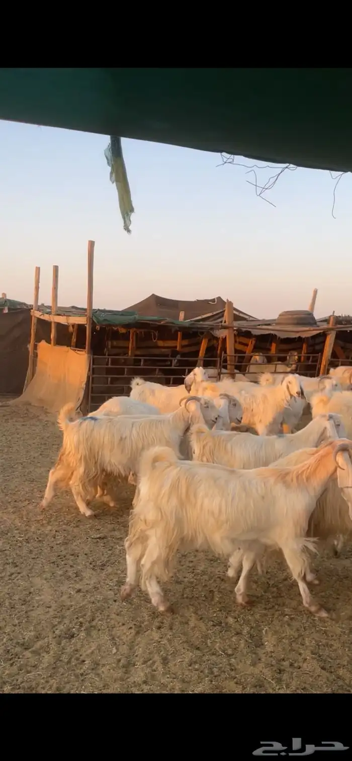 معزا مصريات مراح بفحولها 1