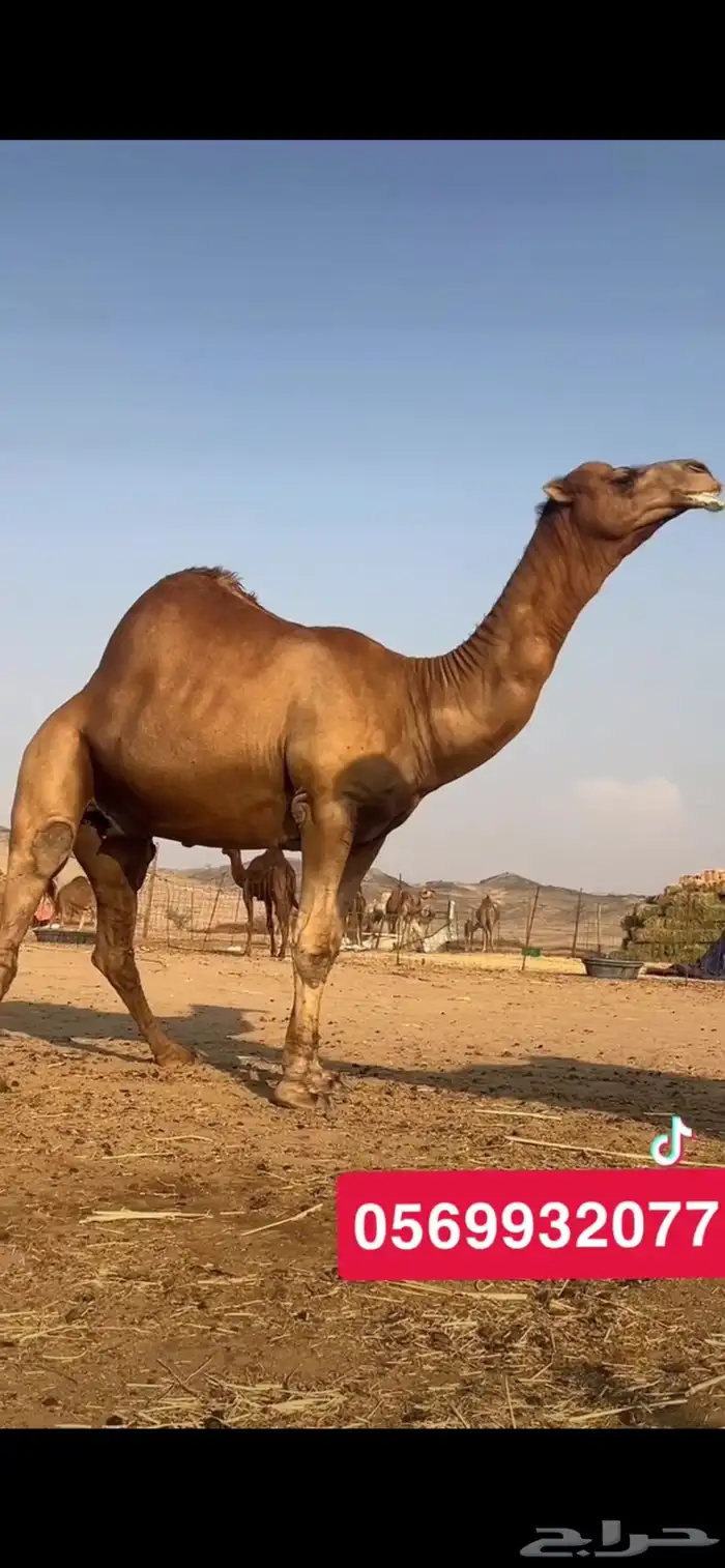 بعير جمل ساحلي 9