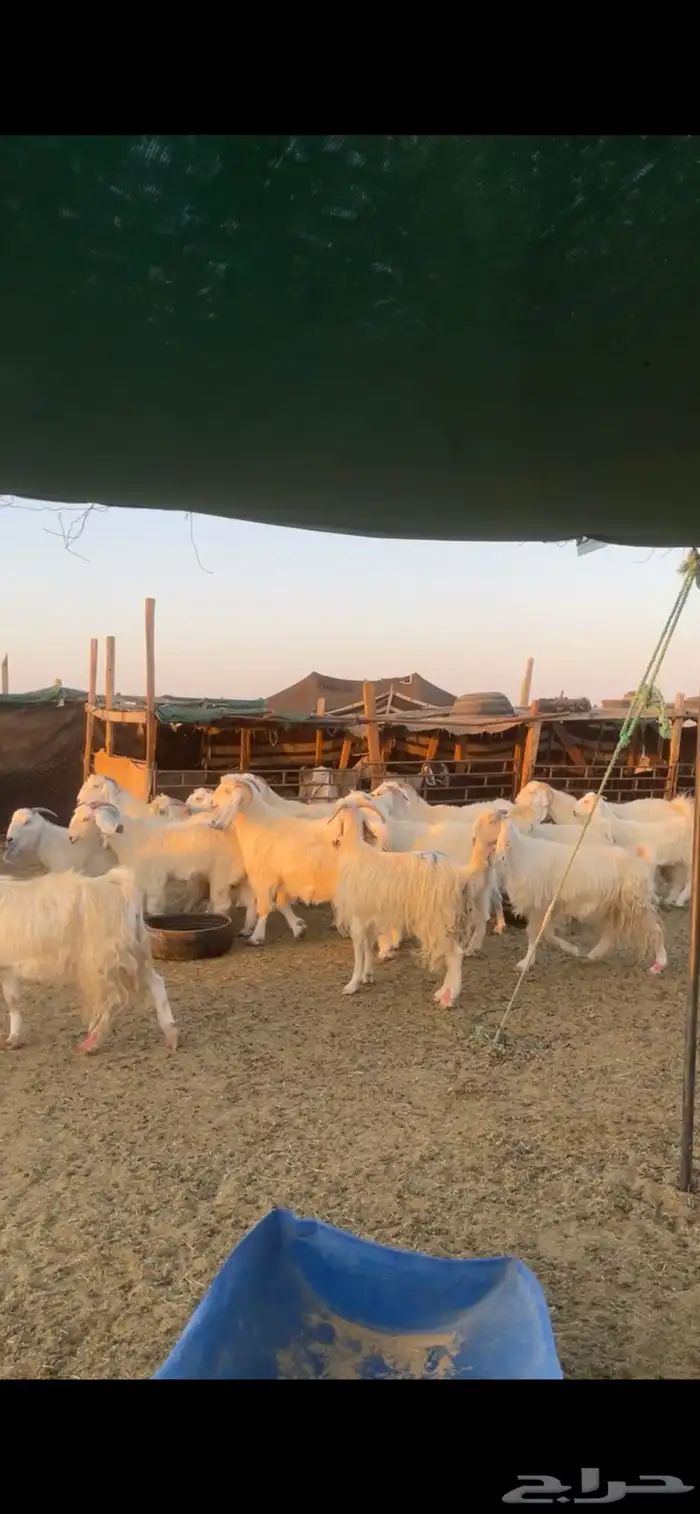 معزا مصريات مراح بفحولها 30