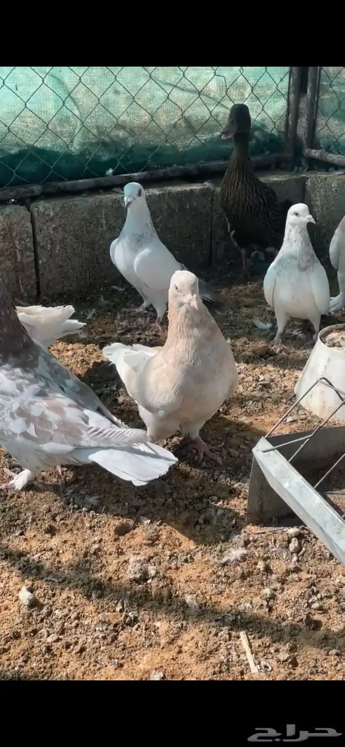 عشة حمام كنق وزاجل 1