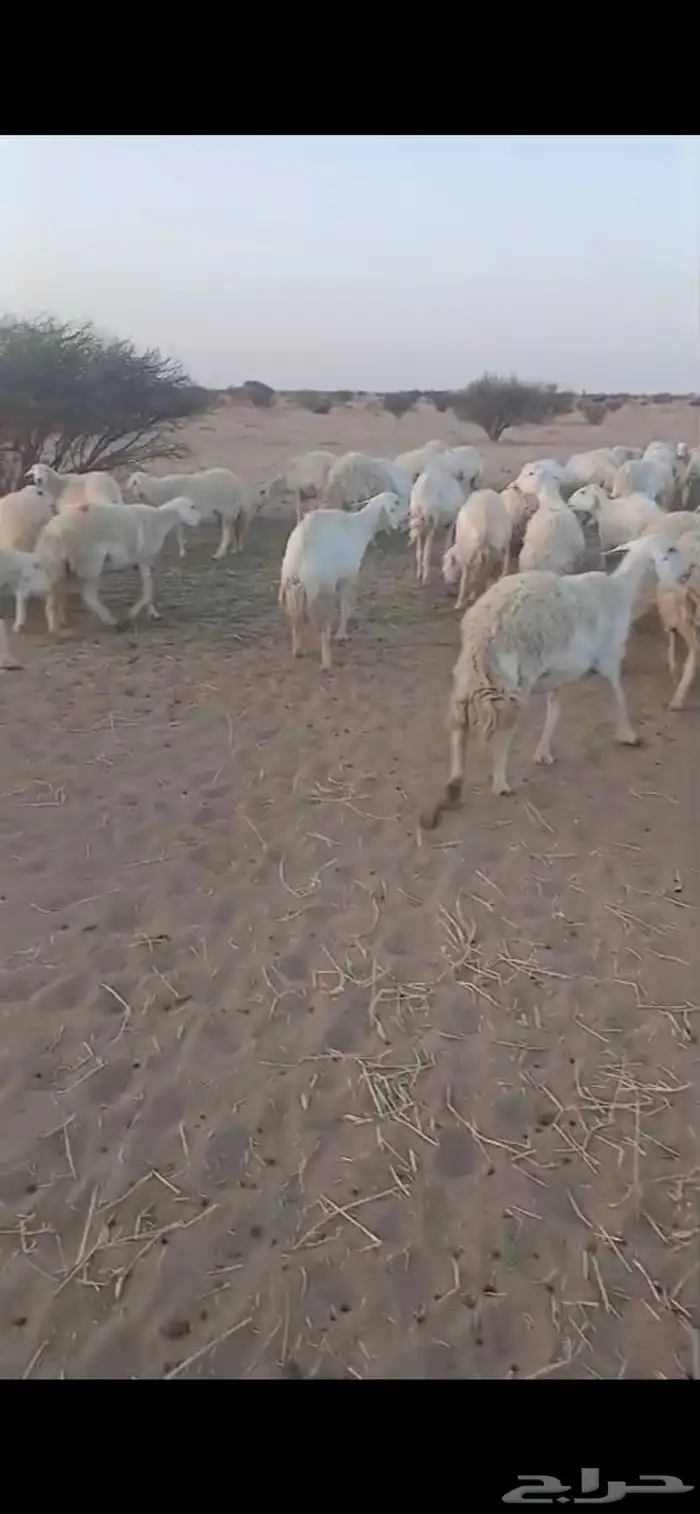 غنم صنف مراح واحد 5