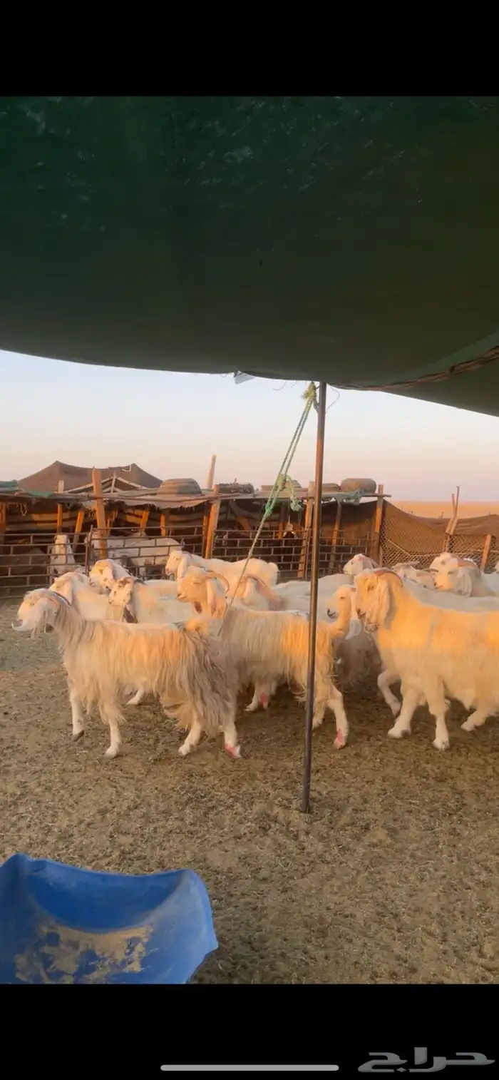 معزا مصريات مراح بفحولها 12