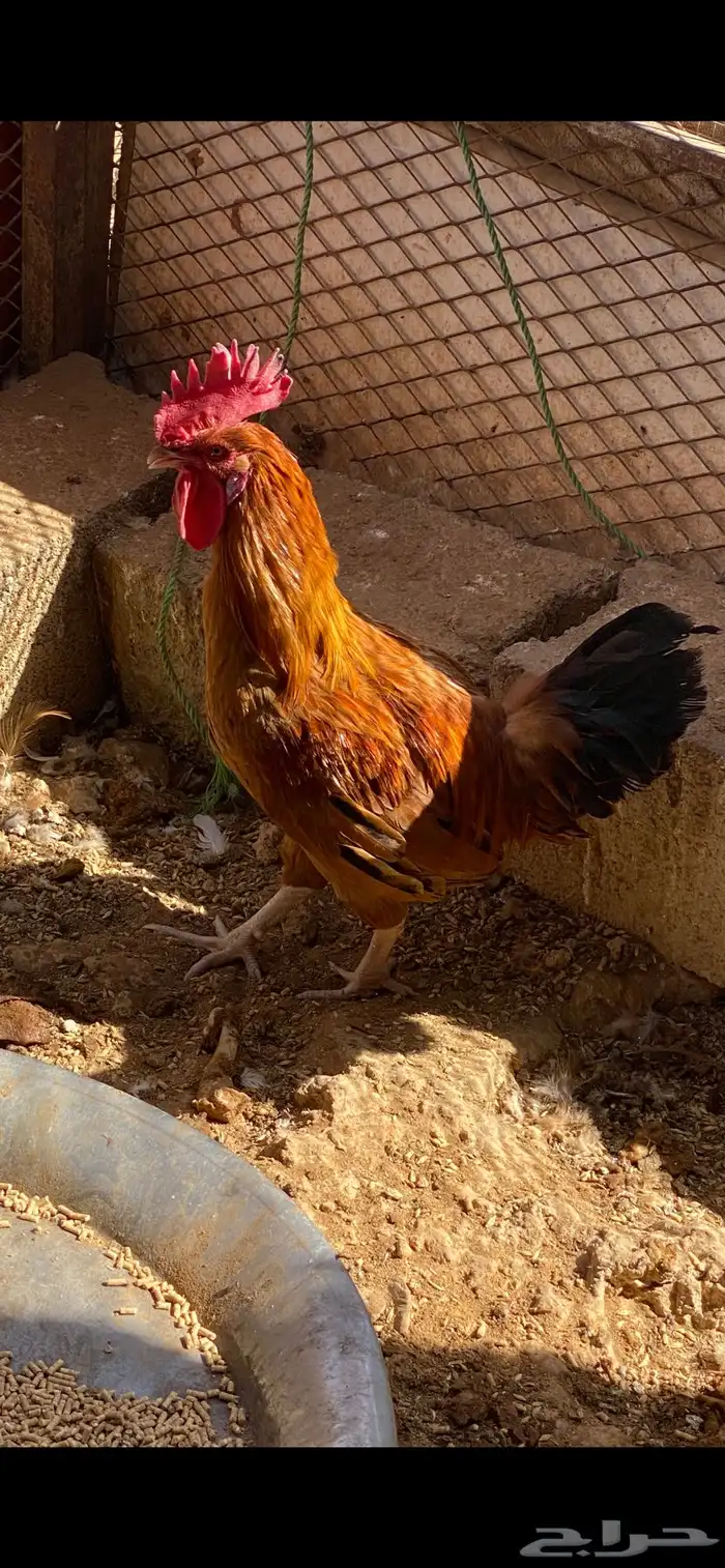 ديك ودجاجه 2