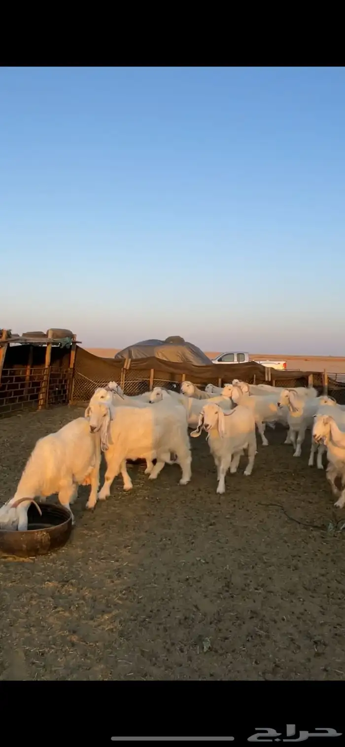 معزا مصريات مراح بفحولها 25