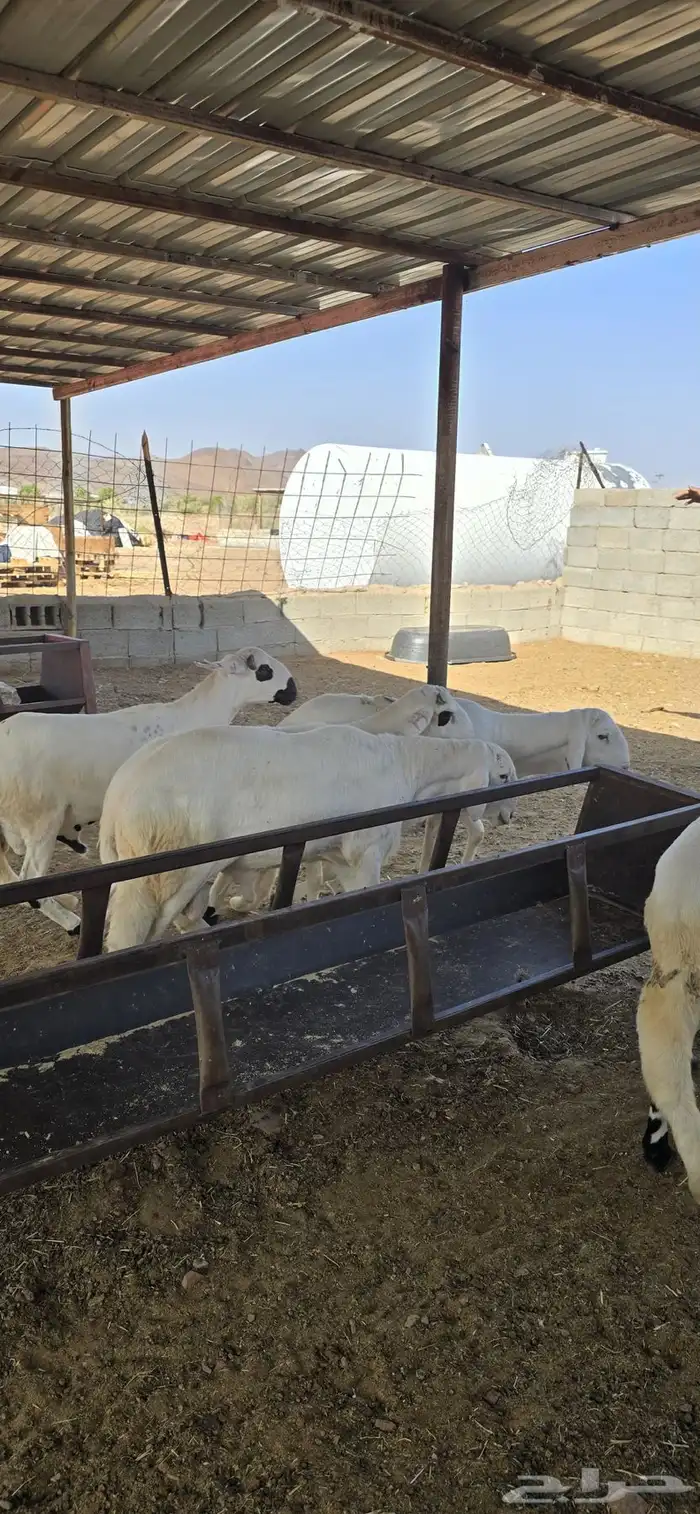 سواكن مرابي فل 3