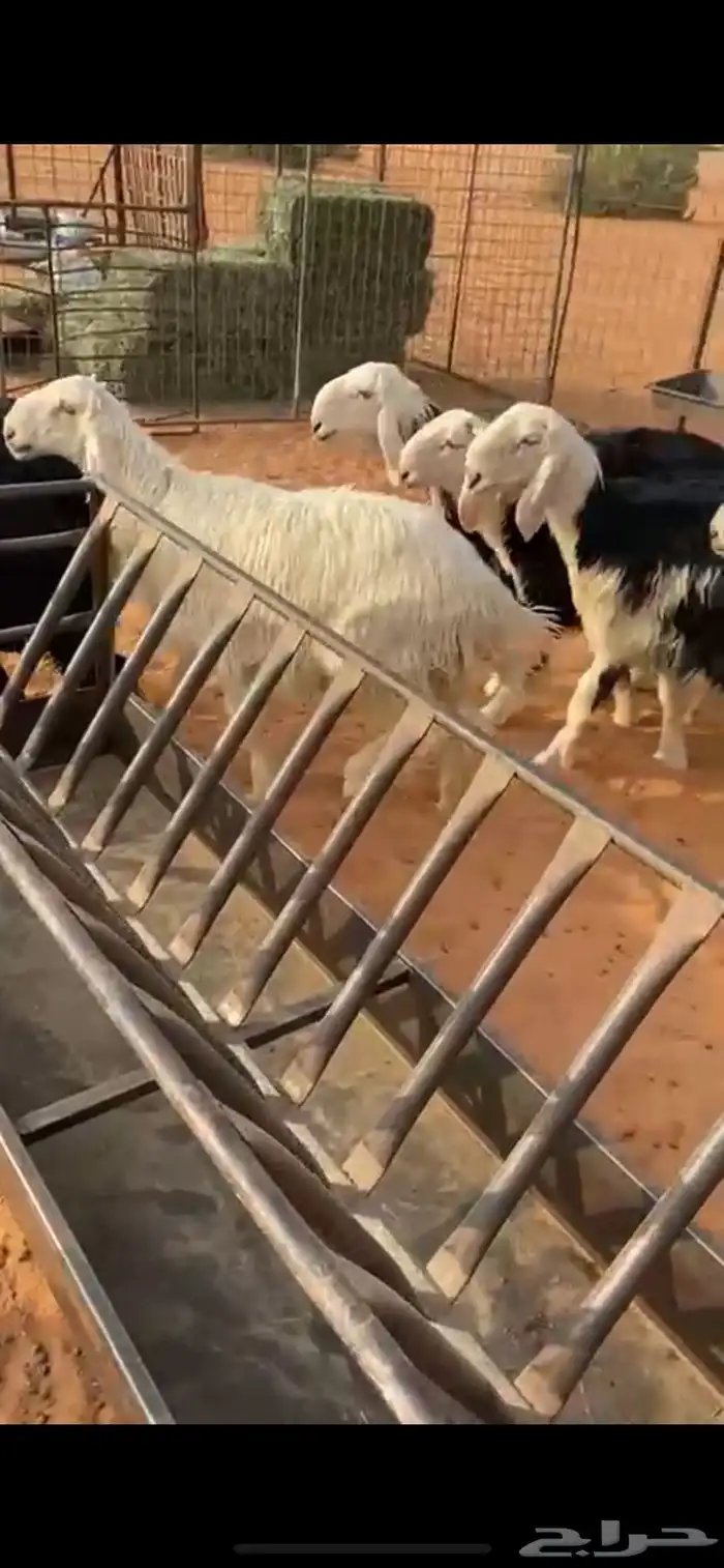 طليان ذبايح 1