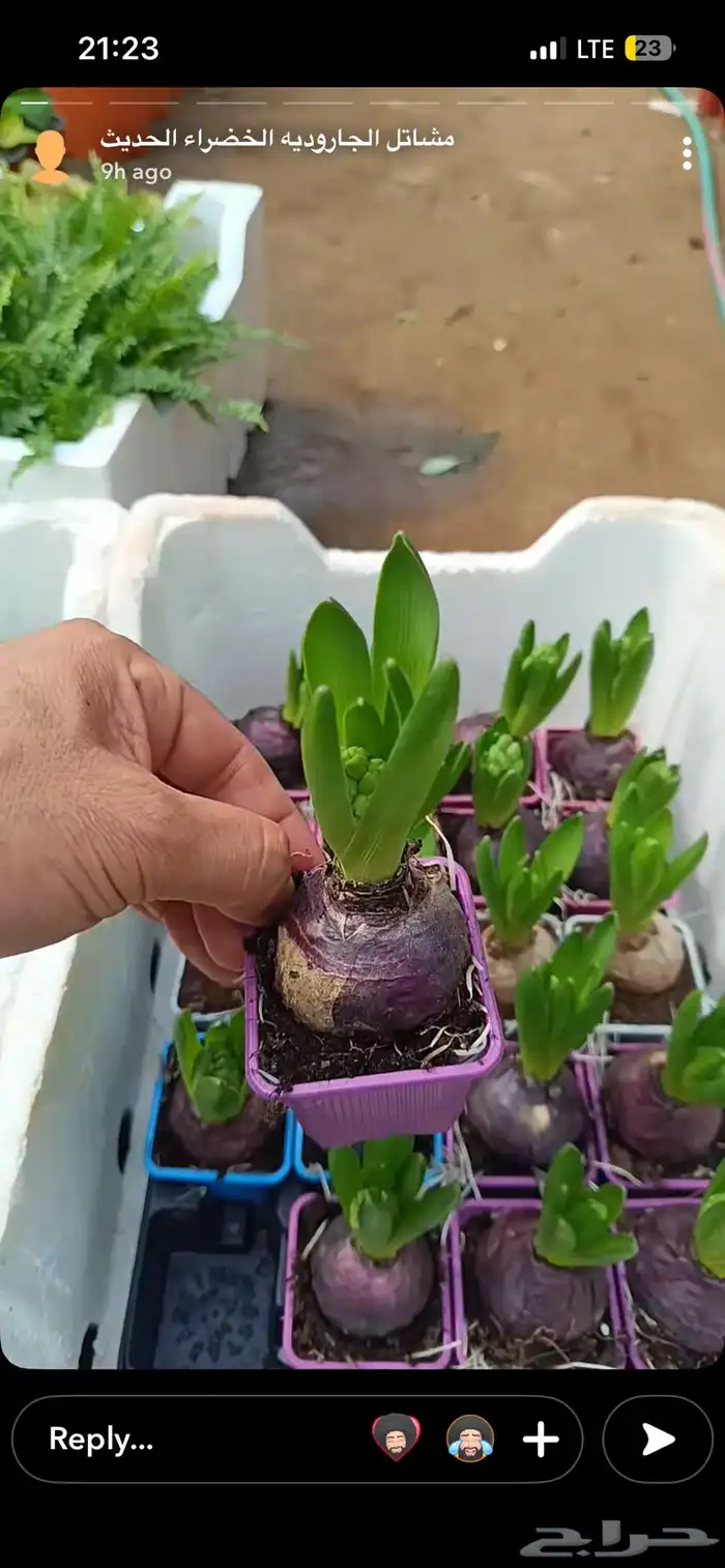 ورد بصيلات نمساوية 13