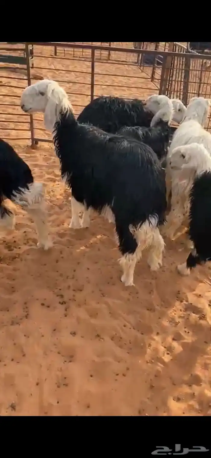 طليان ذبايح 2