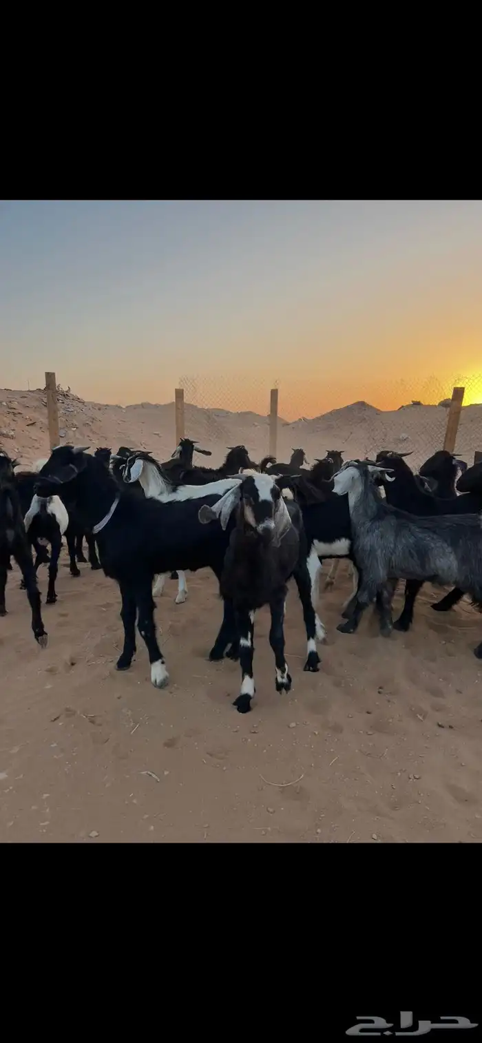 غنم تيوس عوارض العدد 17 للبيع الموقع الخرج 2