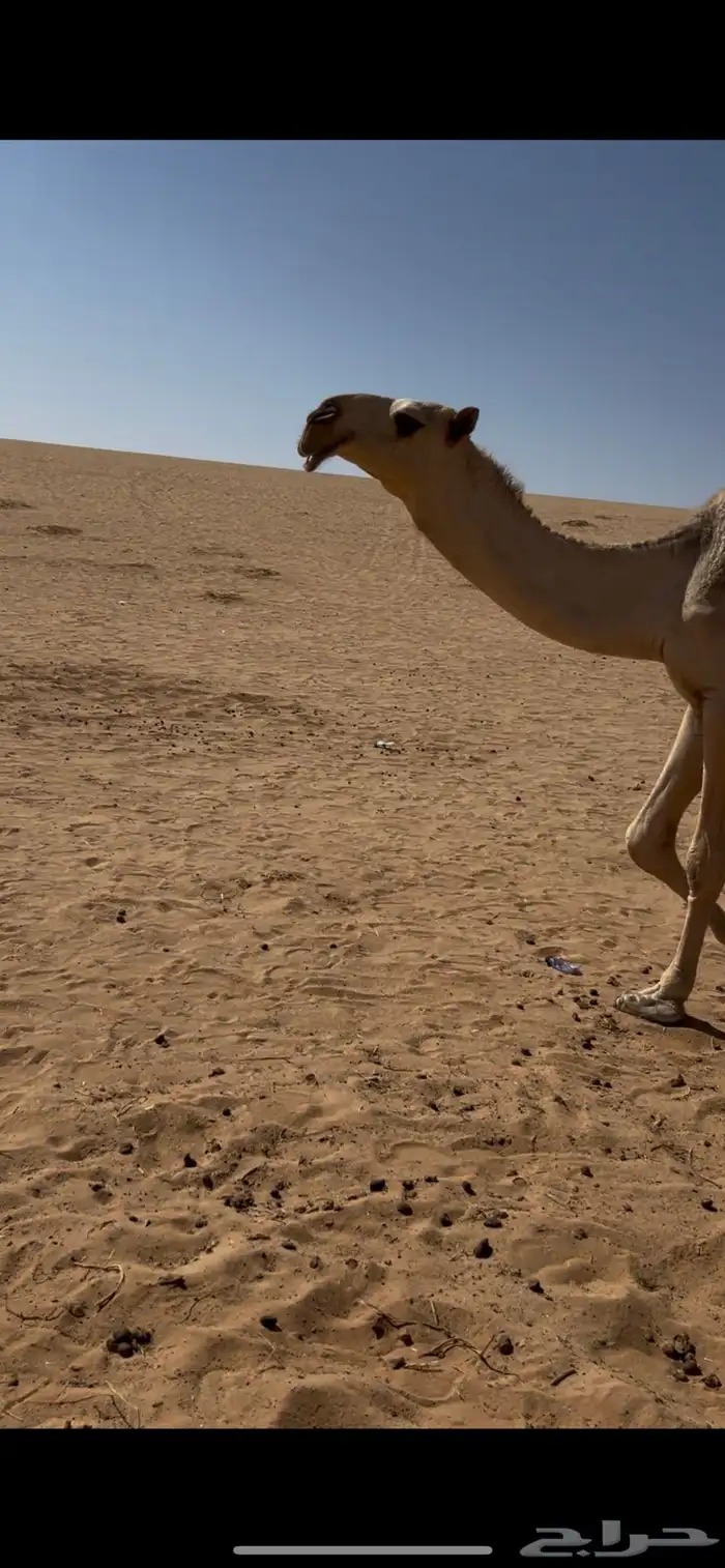 بكره كفوه سنه لقه 2