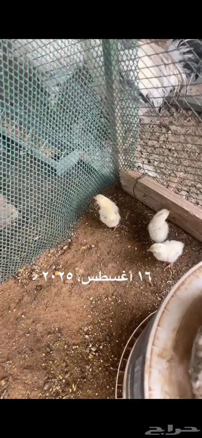 فروخ دجاج بلدي مع تركي الموقع عفيف 0