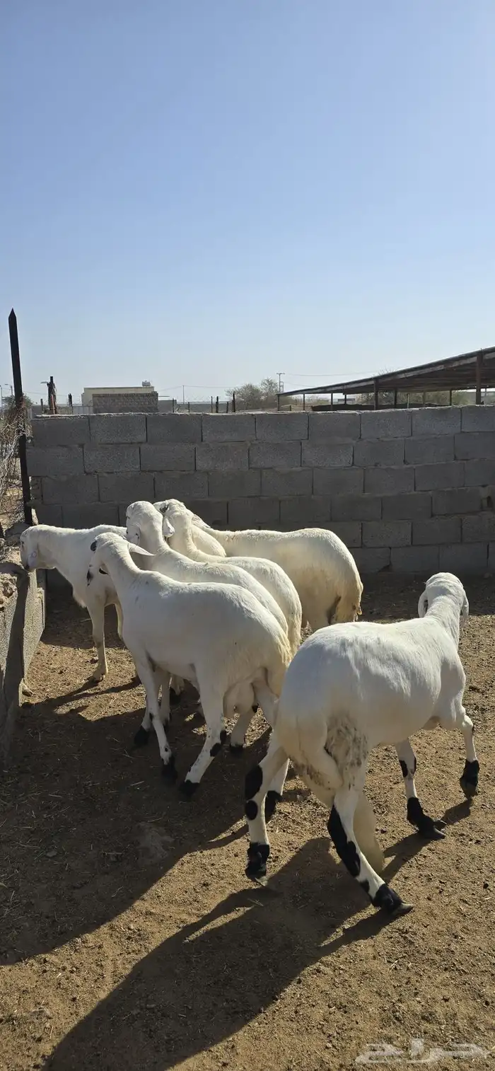 سواكن مرابي فل 5