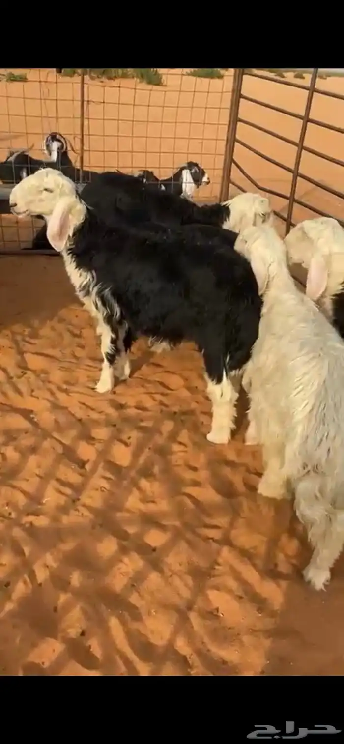 طليان ذبايح 0