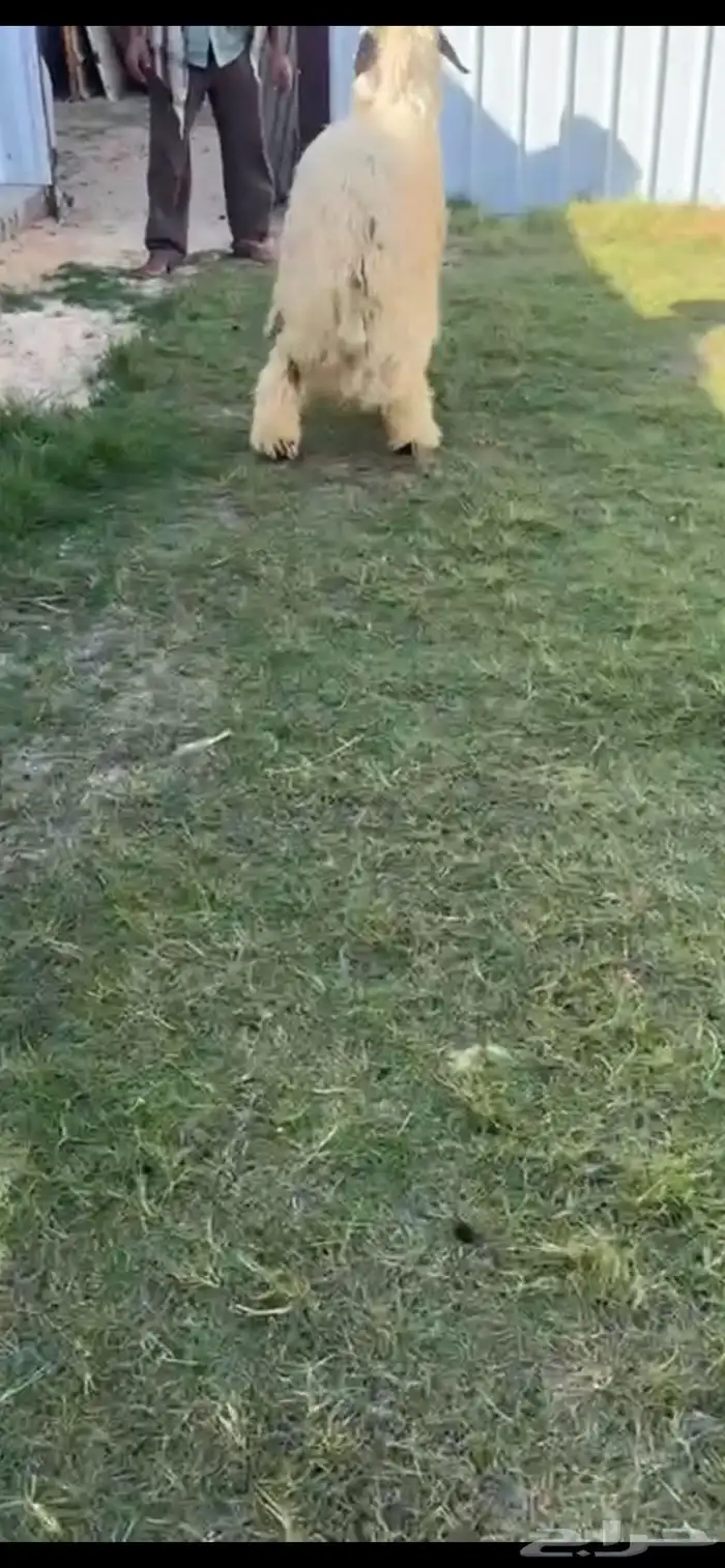 خروف جذع فاخر 0